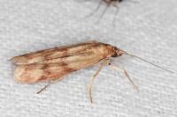 Homoeosoma sinuella
