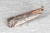 Pempeliella sororiella