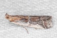 Pempeliella sororiella