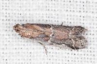 Pempeliella sororiella