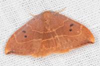 Watsonalla binaria