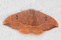 Watsonalla binaria
