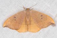 Watsonalla binaria