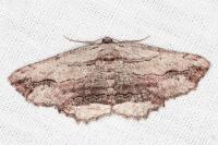 Menophra abruptaria