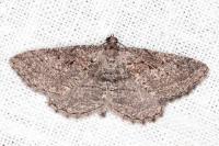 Rhoptria asperaria