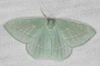 Hemistola chrysoprasaria