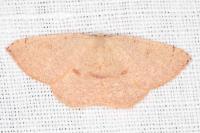 Cyclophora puppillaria