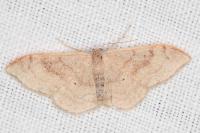 Idaea degeneraria