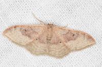 Idaea degeneraria