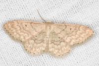 Idaea determinata