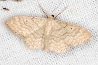 Idaea determinata
