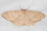 Idaea deversaria