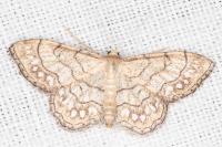 Idaea moniliata