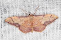Idaea ostrinaria