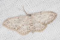 Idaea seriata