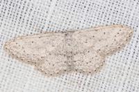 Idaea seriata