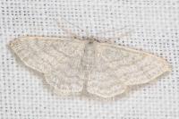 Idaea subsericeata