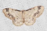 Idaea trigeminata