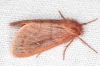 Ocneria rubea