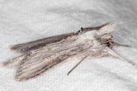 Cucullia cemenelensis