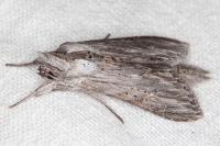 Cucullia cemenelensis