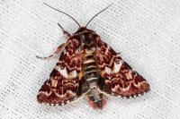 Anarta myrtilli