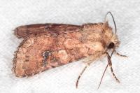 Atypha pulmonaris