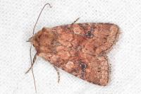 Atypha pulmonaris