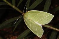 Bena bicolorana