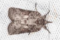 Nycteola columbana