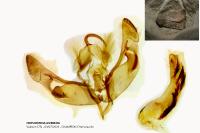 Hoplodrina ambigua