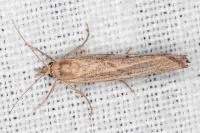 Pediasia contaminella