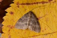 Operophtera brumata