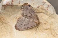 Operophtera brumata