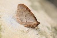 Operophtera brumata