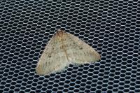 Operophtera brumata