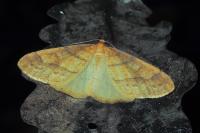 Phigaliohybernia aurantiaria
