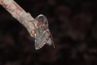 Poecilocampa populi populi