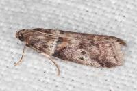 Acrobasis consociella