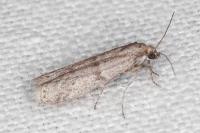 Cadra figulilella