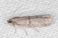 Cadra figulilella