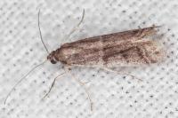 Ephestia disparella