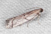 Ephestia mistralella