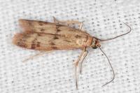 Homoeosoma sinuella