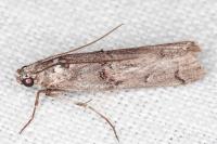 Pempelia palumbella