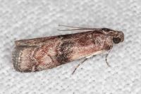 Rhodophaea formosa