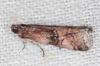 Rhodophaea formosa