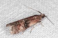 Rhodophaea formosa