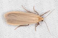 Katha depressa