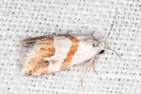 Eublemma candidana